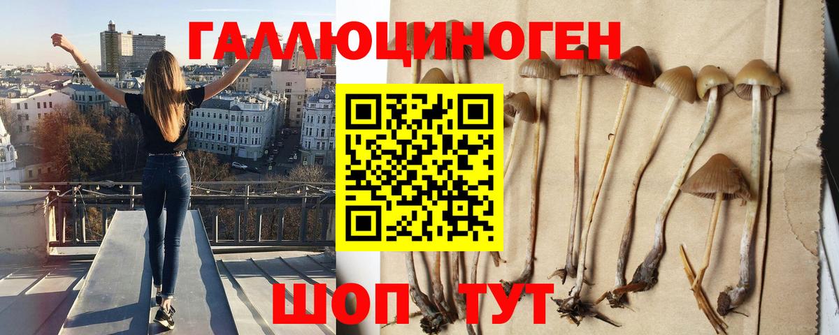 Псилоцибиновые грибы Cubensis  Вход с VPN  хочу наркоту  Большой Камень 